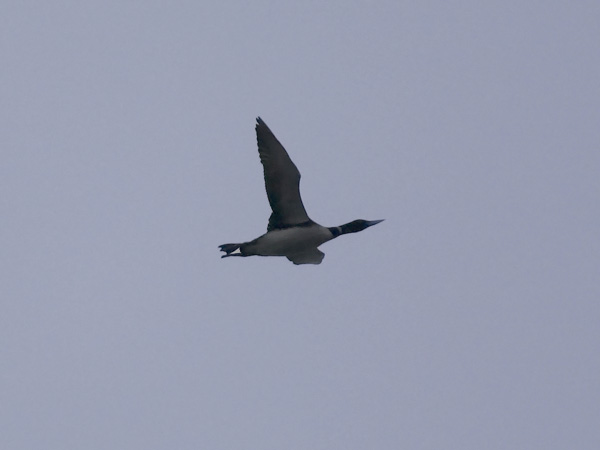 Jääkuikka, Yellow-billed Loon, Gavia adamsii
